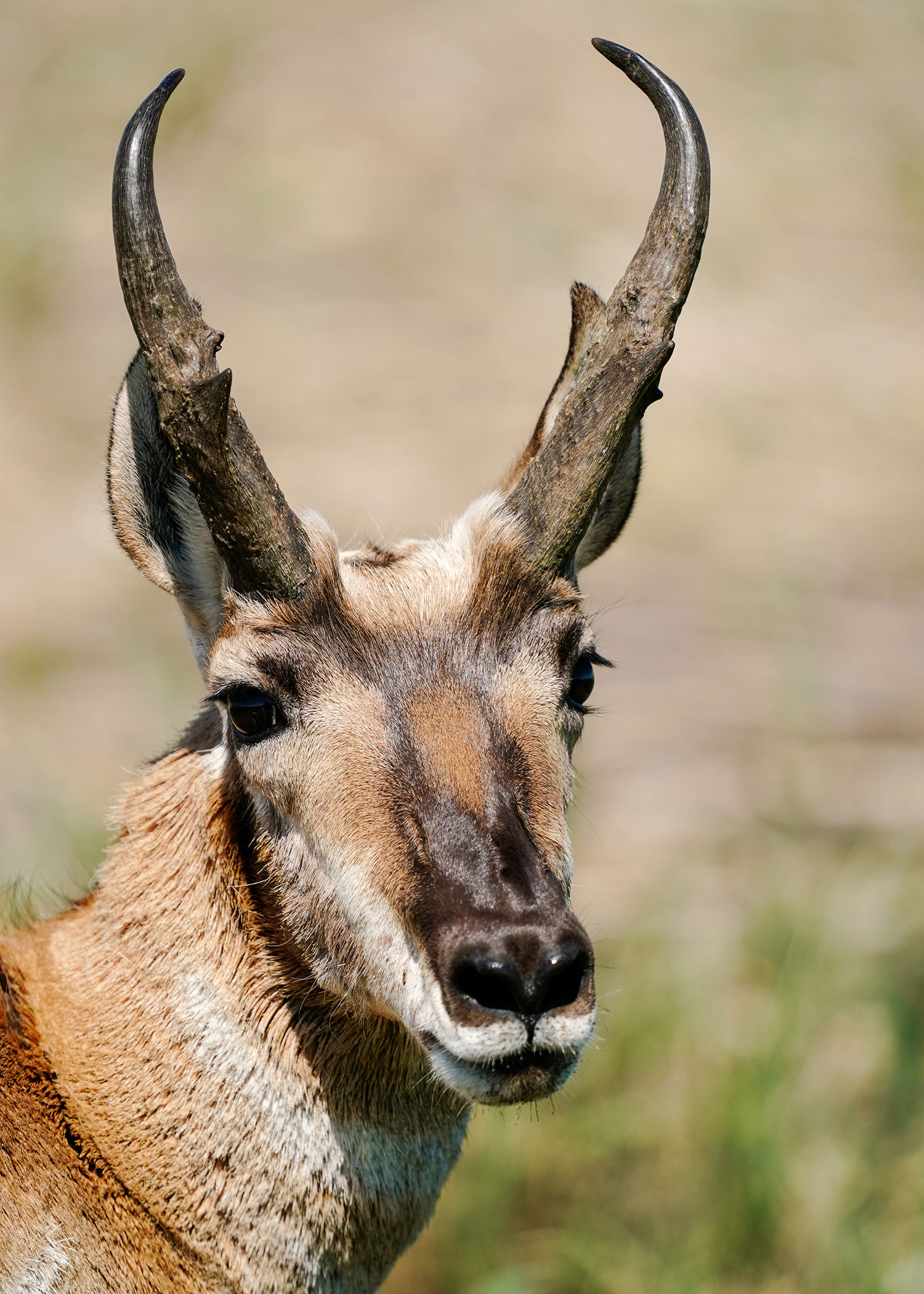 Pronghorn closeup