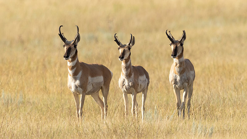 Three pronghorn standing in prairie