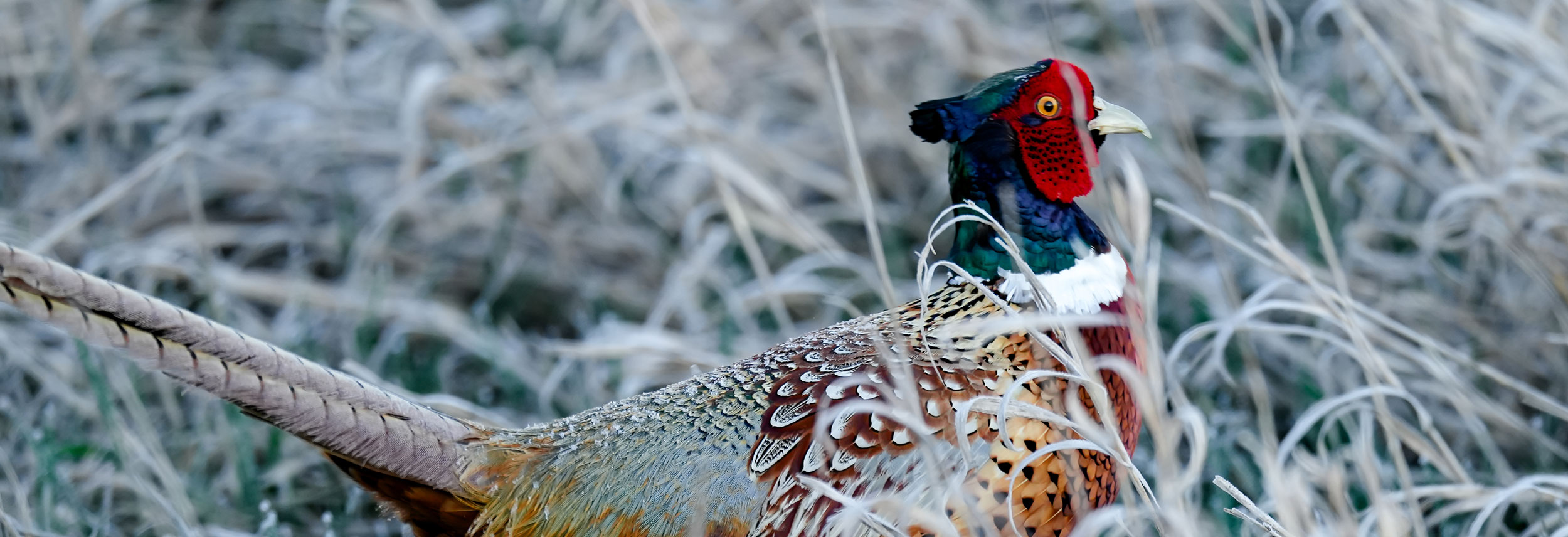 Pheasant rooster