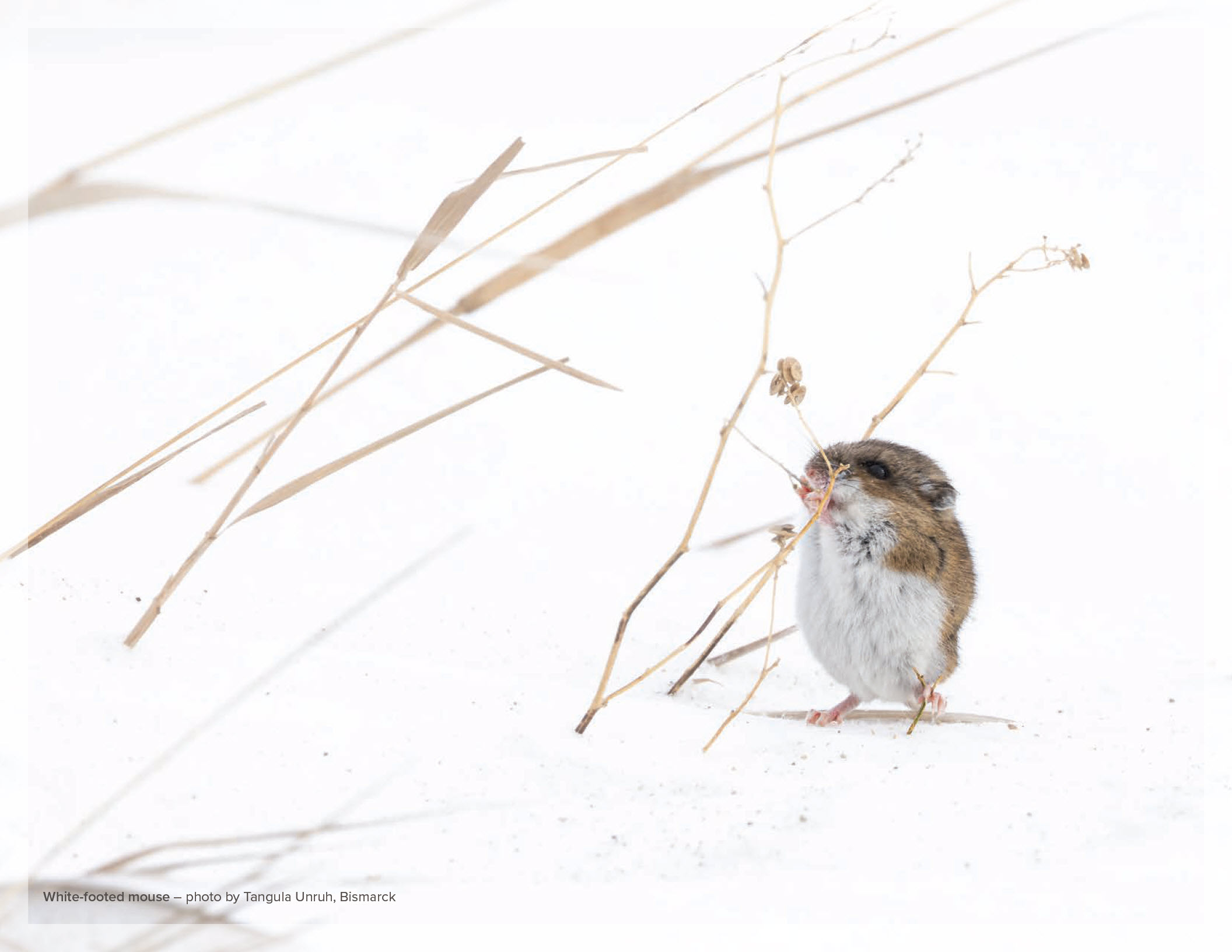 White-footed mouse – photo by Tangula Unruh, Bismarck