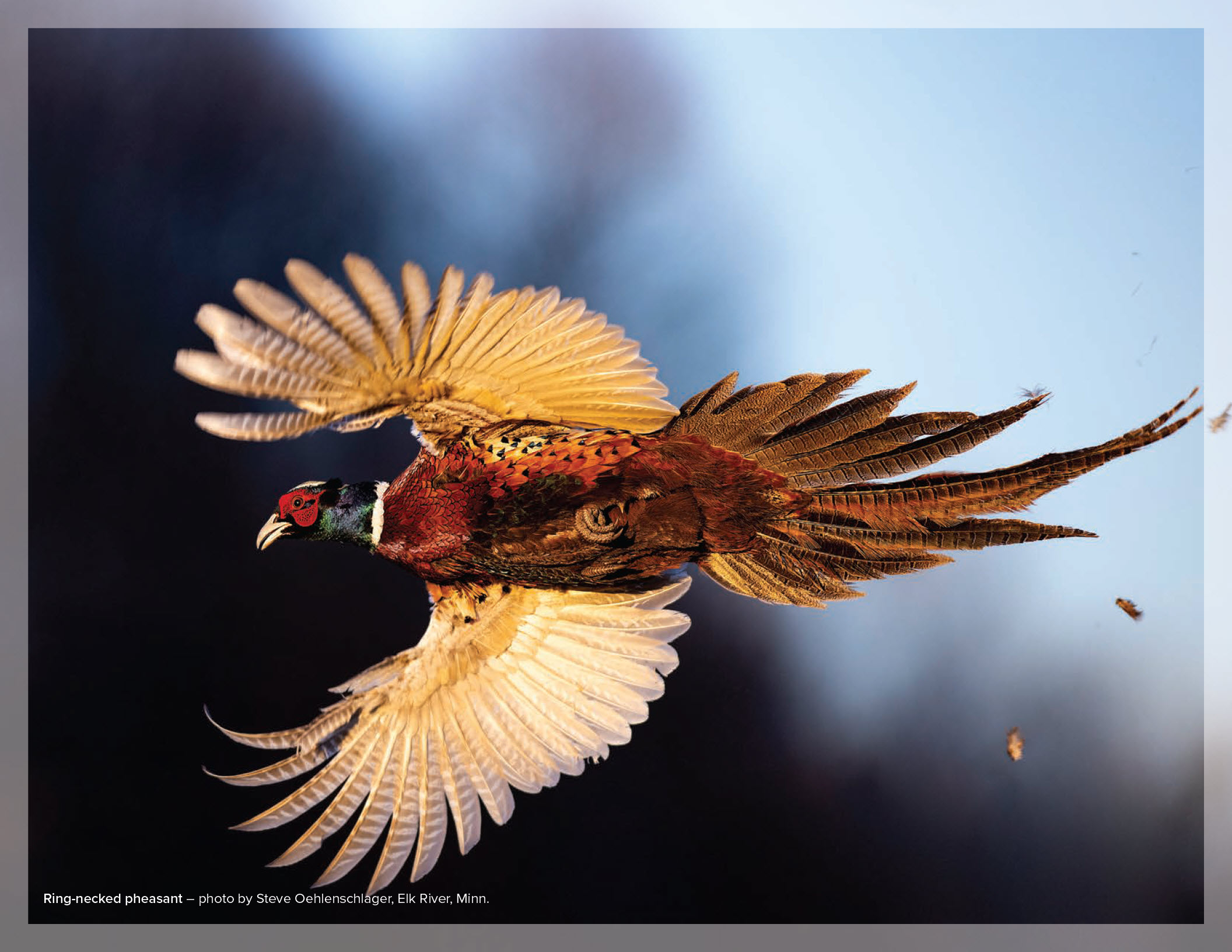 Ring-necked pheasant – photo by Steve Oehlenschlager, Elk River, Minn.