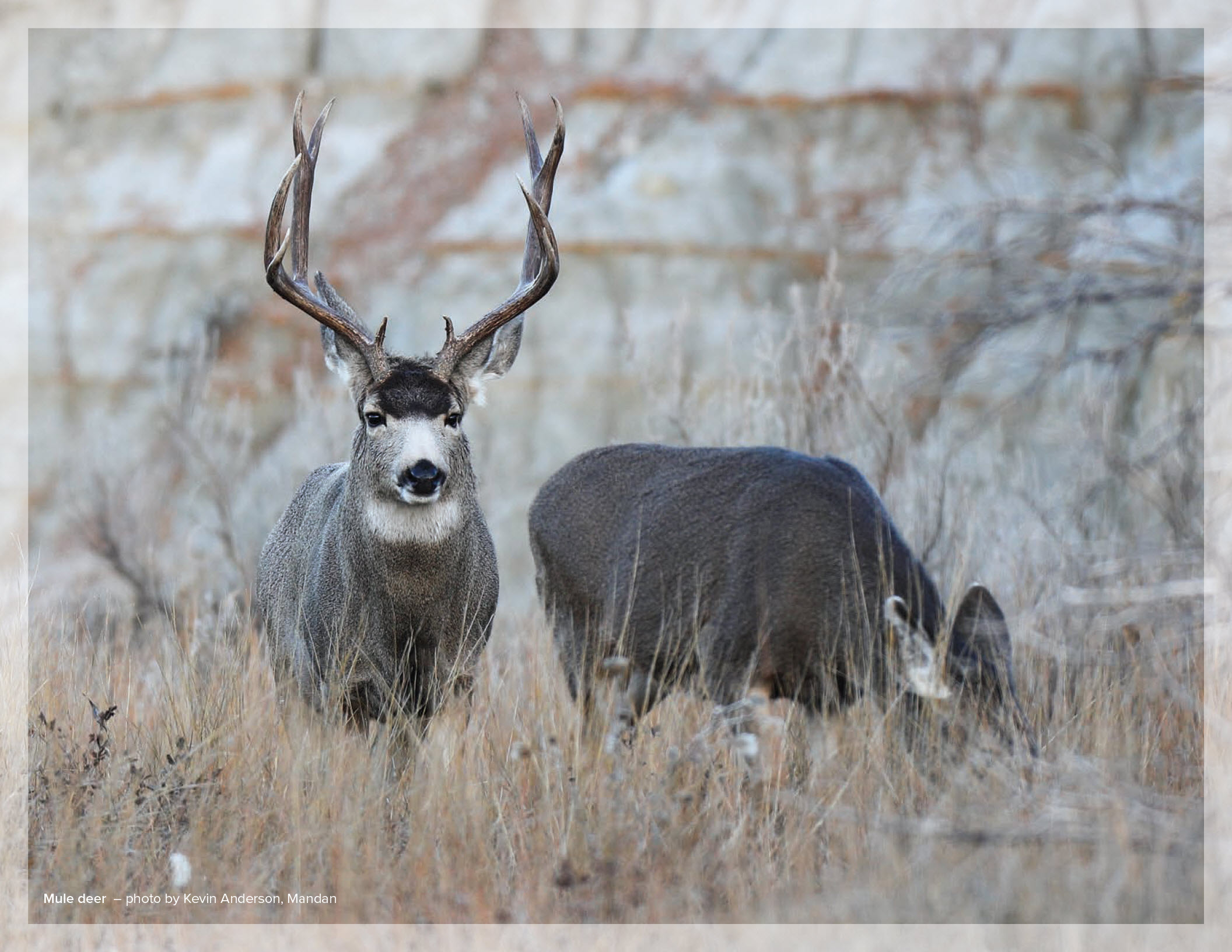 Mule deer – photo by Kevin Anderson, Mandan