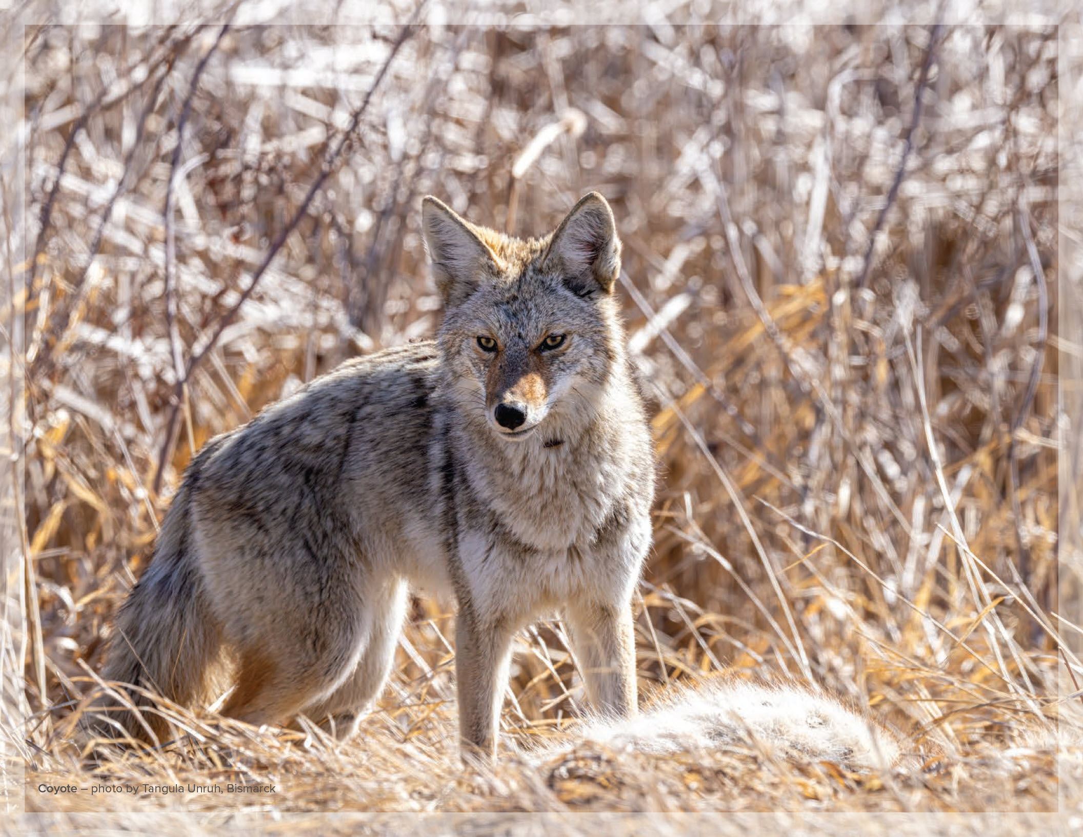 Coyote – photo by Tangula Unruh, Bismarck