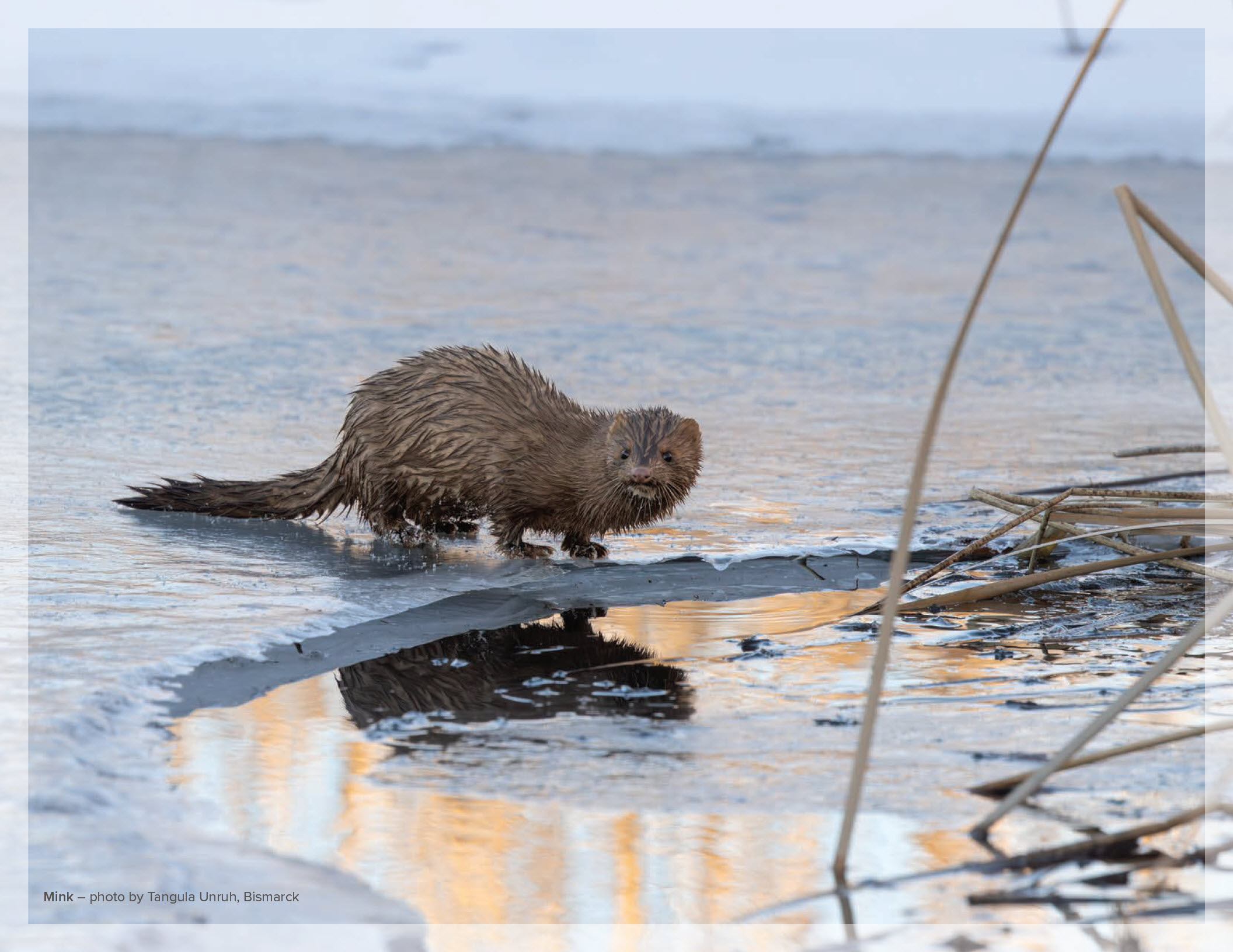 Mink – photo by Tangula Unruh, Bismarck