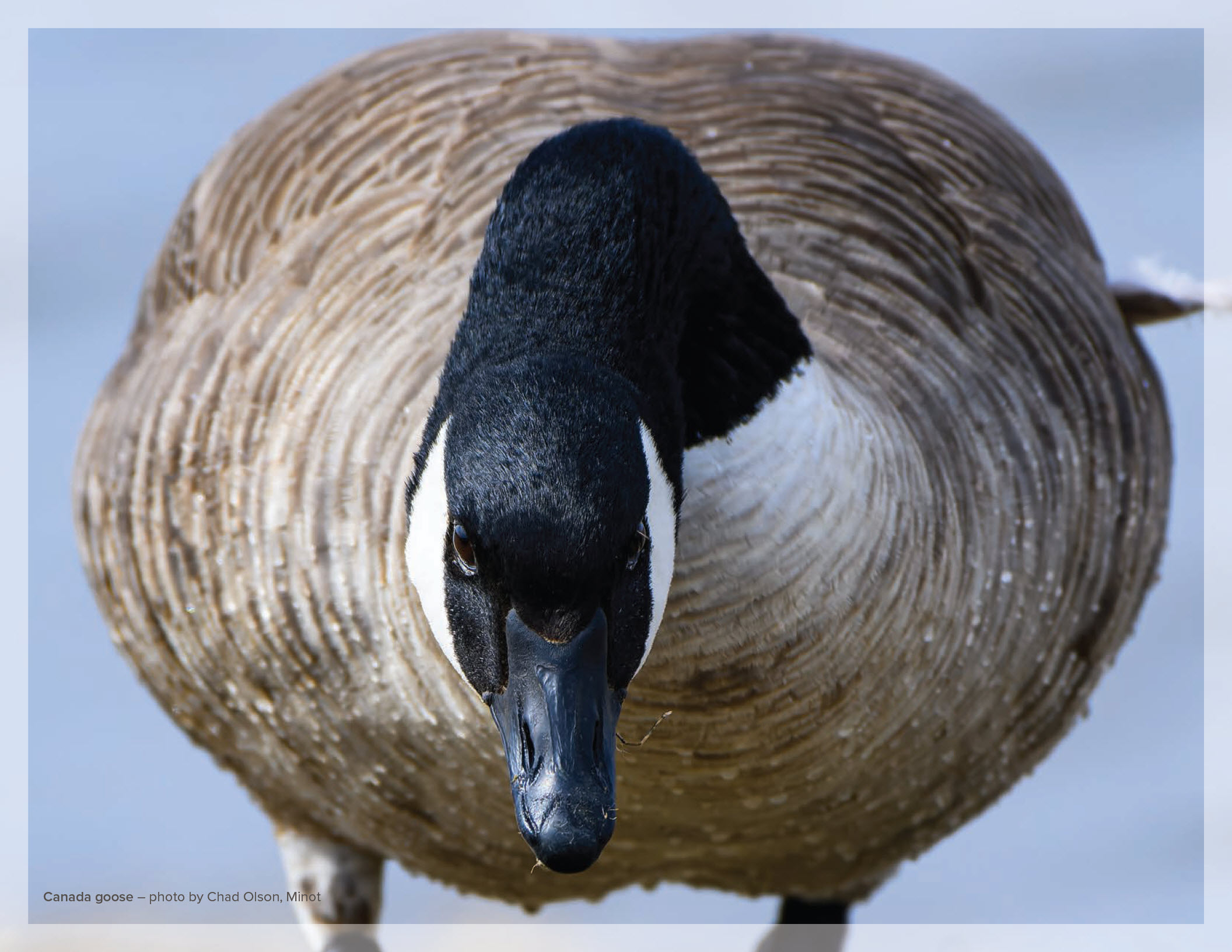 Canada goose – photo by Chad Olson, Minot