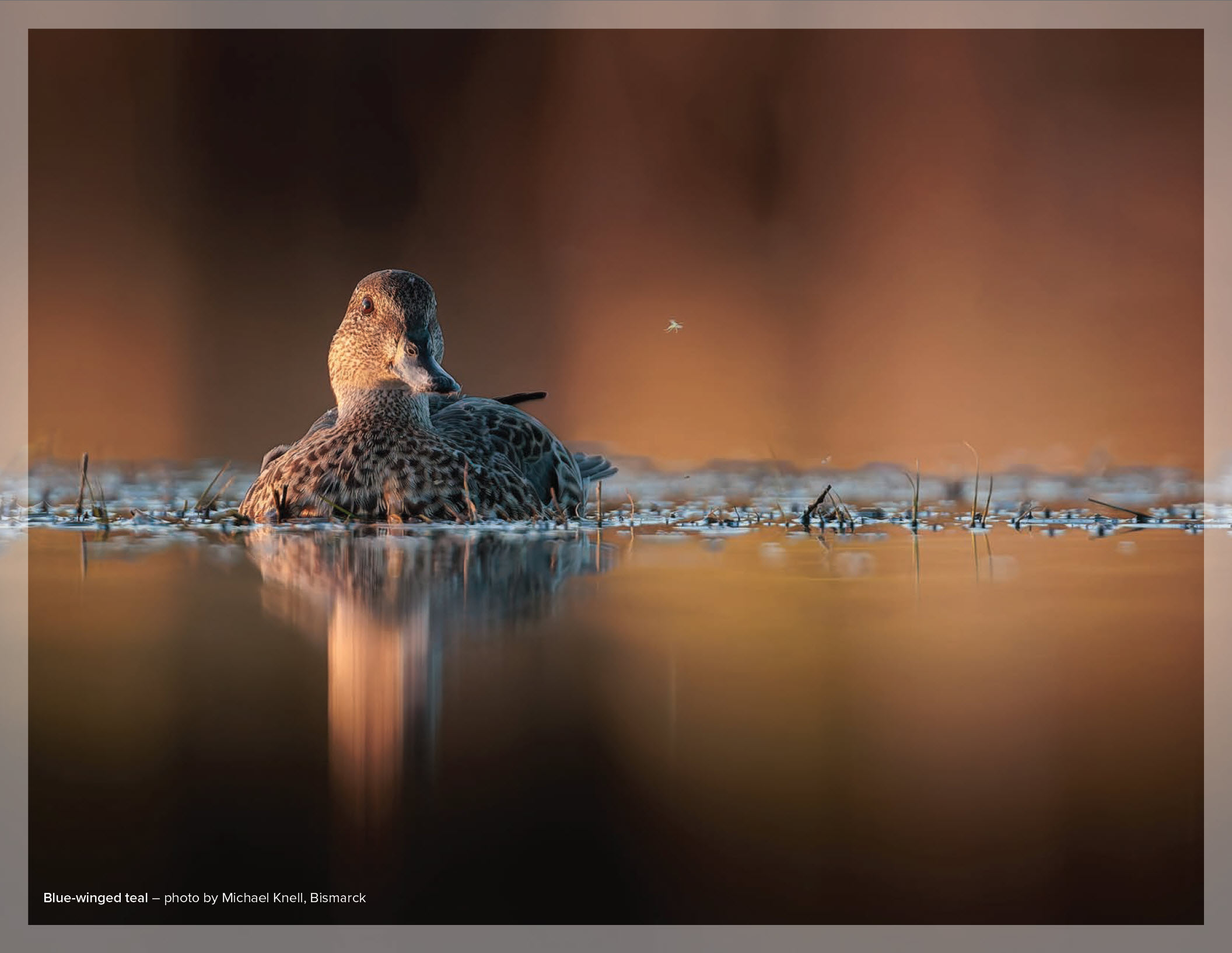 Blue-winged teal – photo by Michael Knell, Bismarck