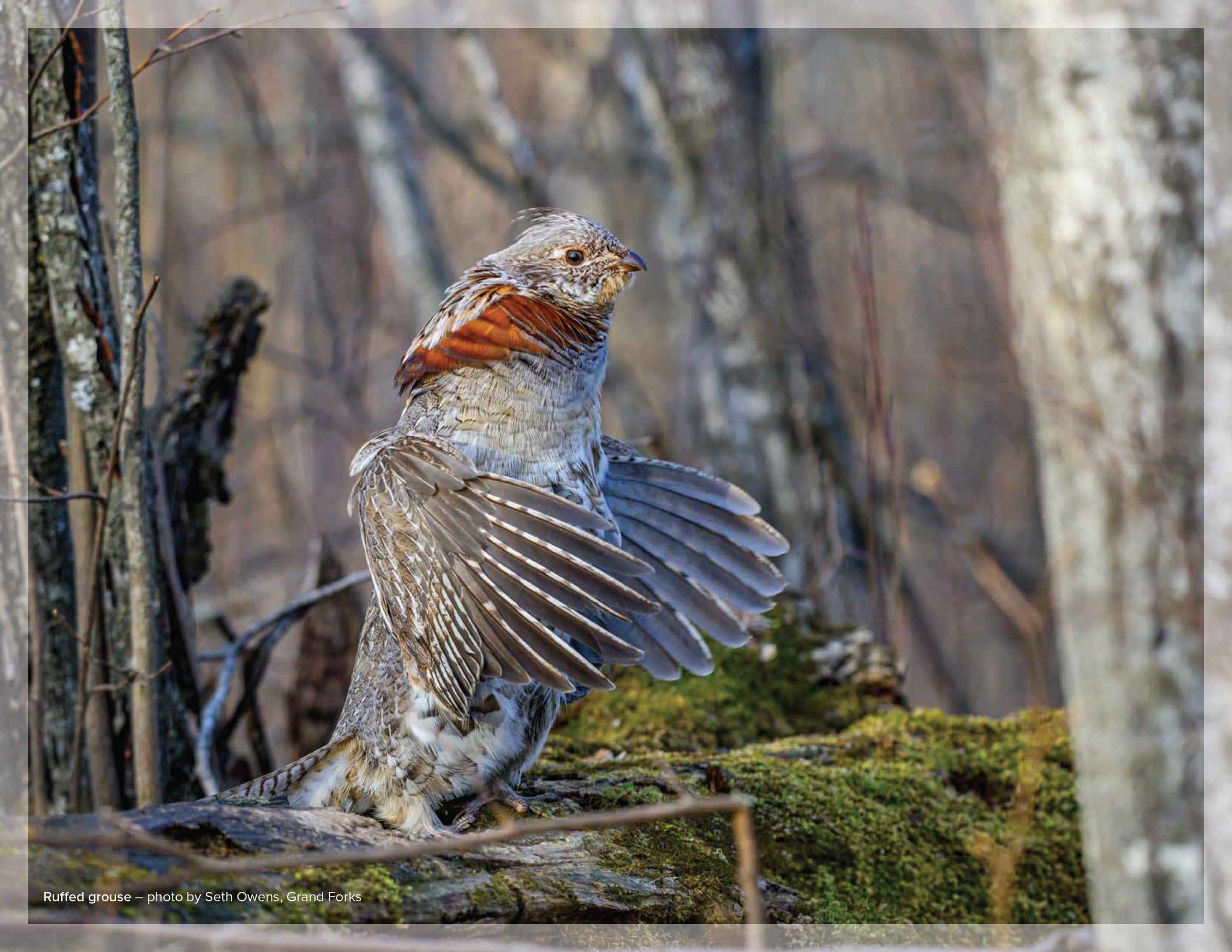 Ruffed grouse – photo by Seth Owens, Grand Forks