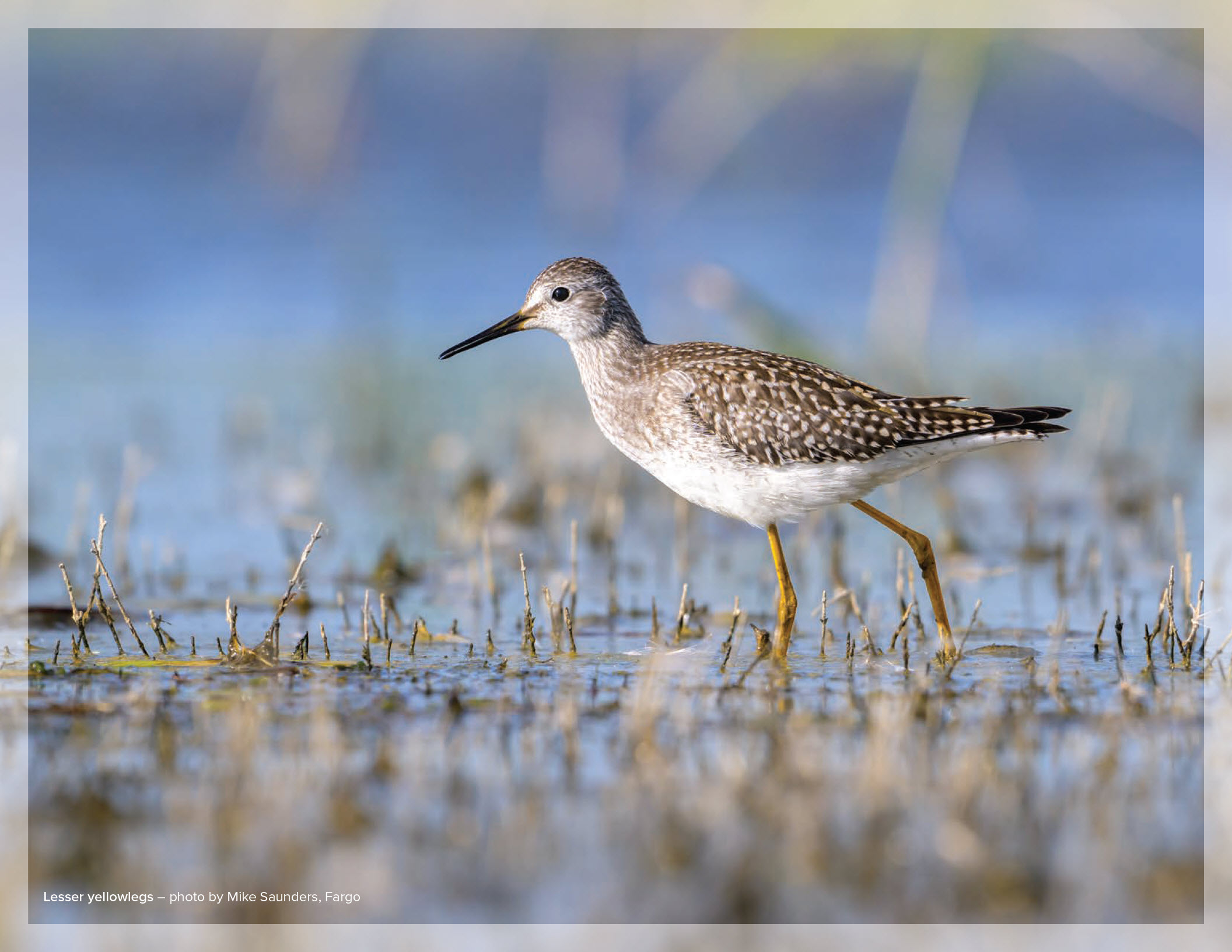 Lesser yellowlegs – photo by Mike Saunders, Fargo