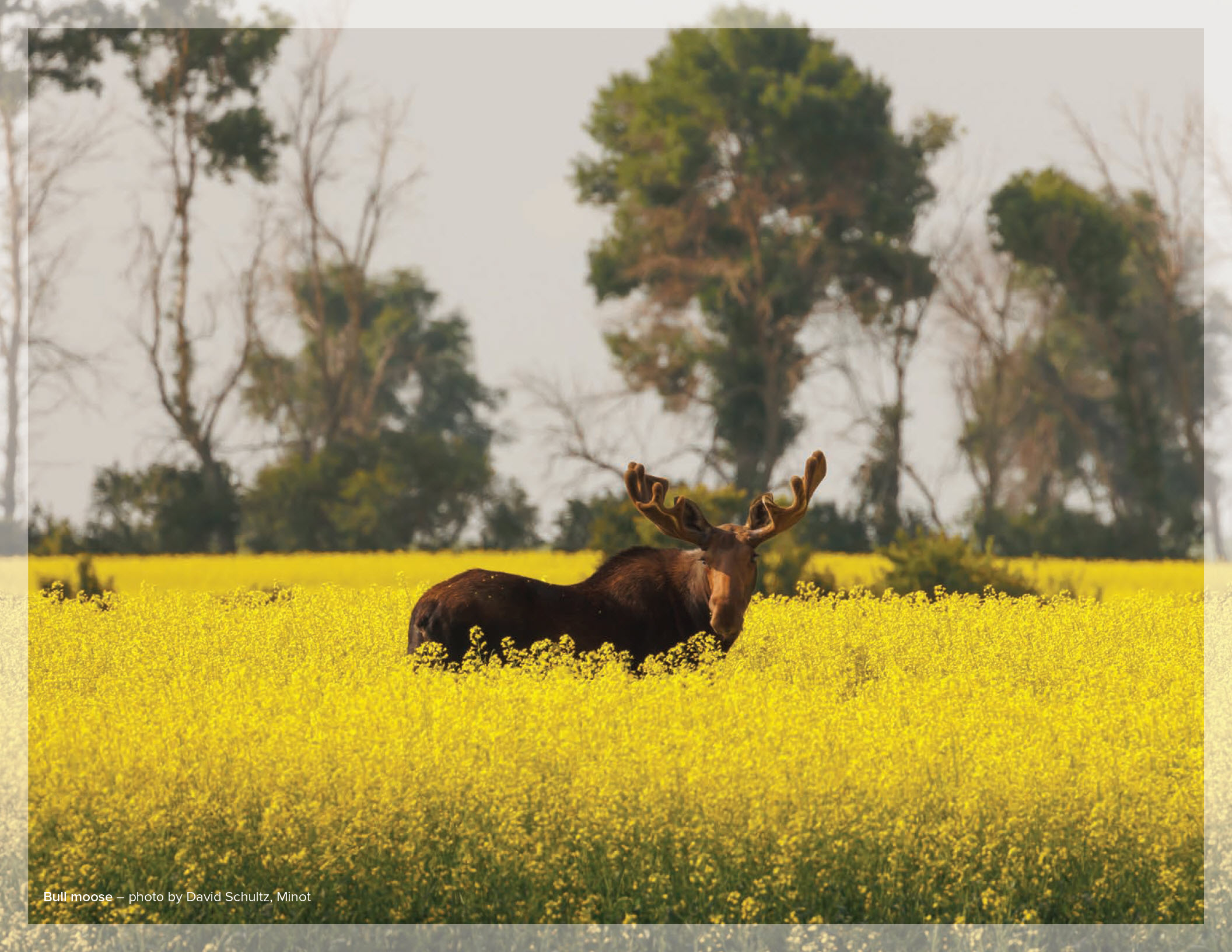 Bull moose – photo by David Schultz, Minot