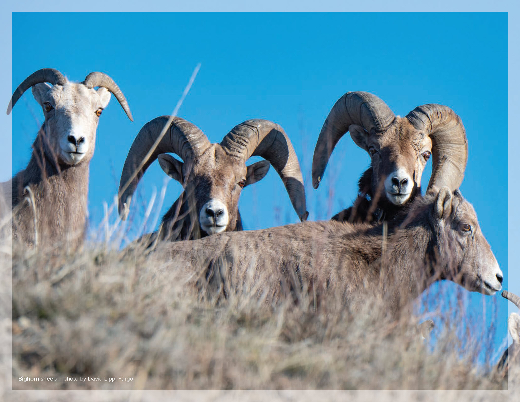 Bighorn sheep – photo by David Lipp, Fargo