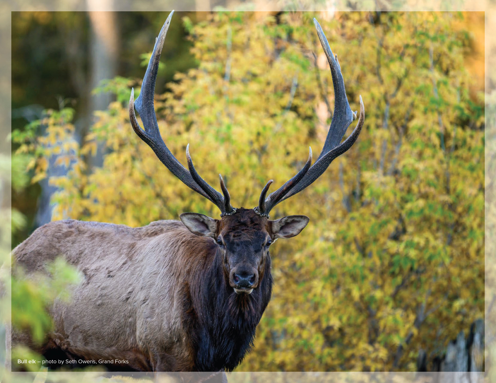 Bull elk – photo by Seth Owens, Grand Forks