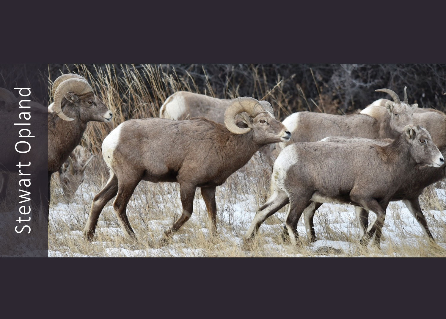 Group of bighorn sheep
