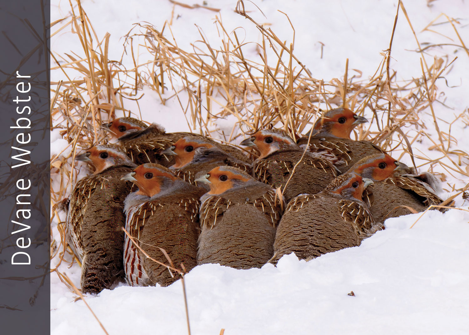 Group of Hungarian partridge huddled together in snow