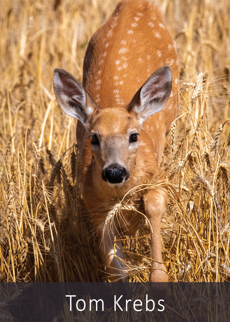White-tailed fawn with spots