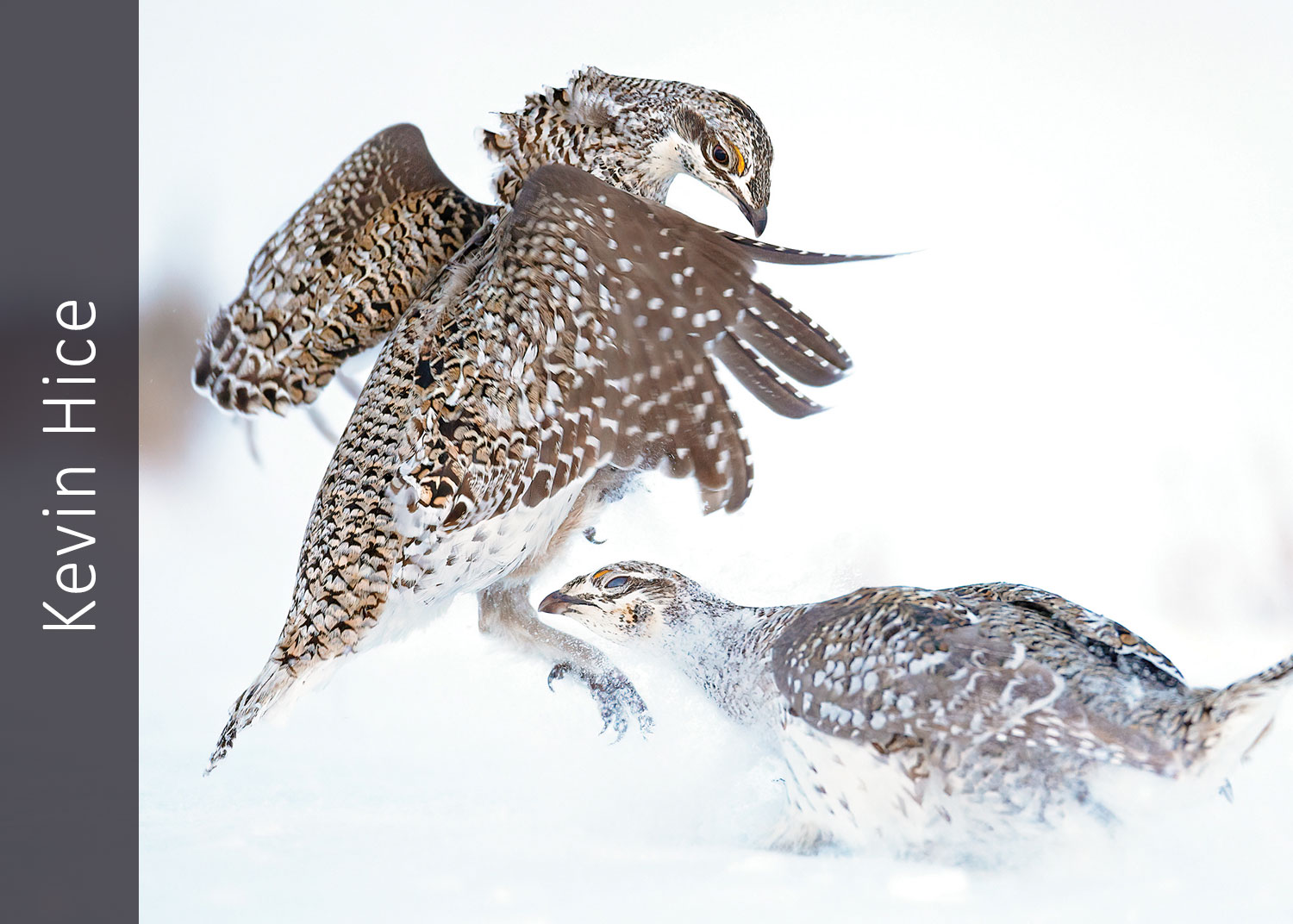 Sharp-tailed Grouse having a tiff