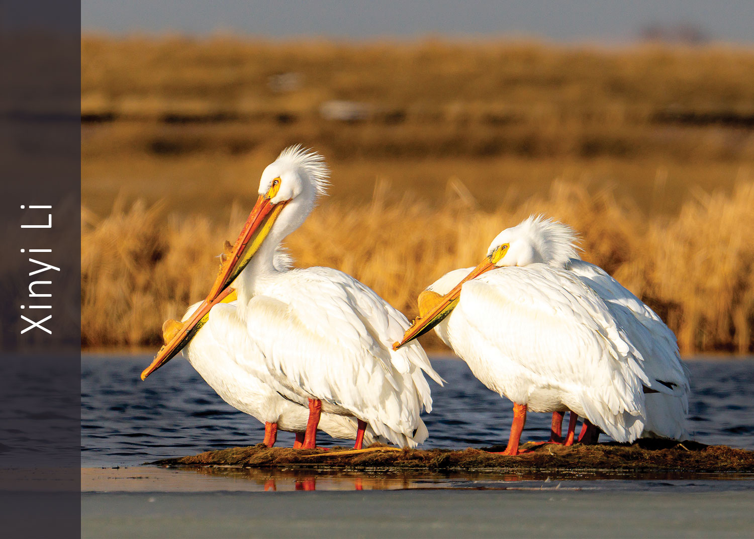 Group of American White Pelican