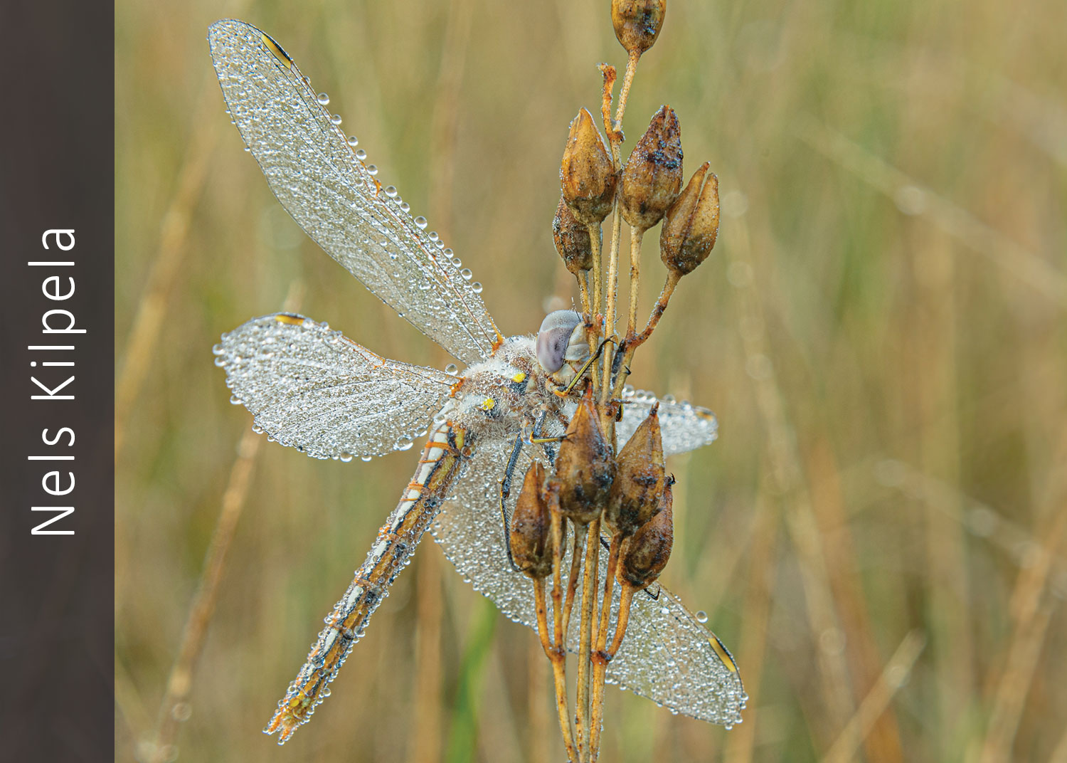 Frozen dragonfly
