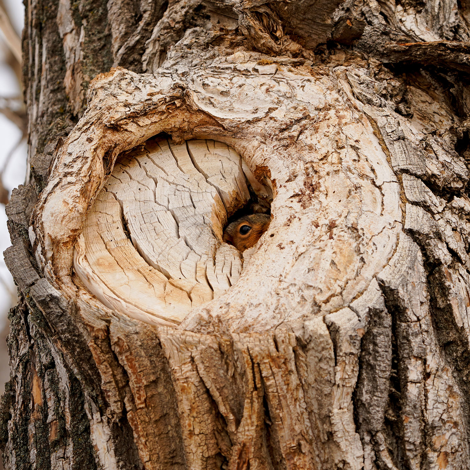 Squirrel peeking out a hole in a tree