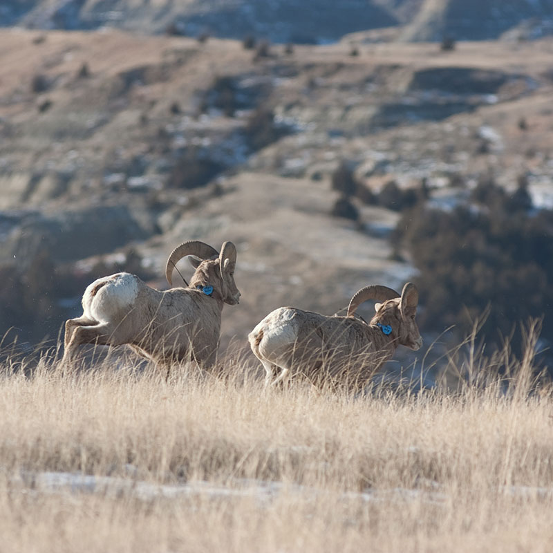Two collared big horn sheep rams running
