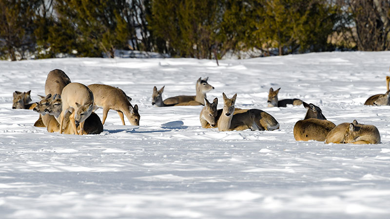 White-tailed deer bedded down in snow during very harsh winter