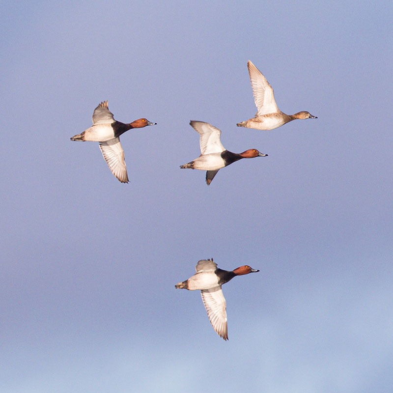 Red-headed ducks flying