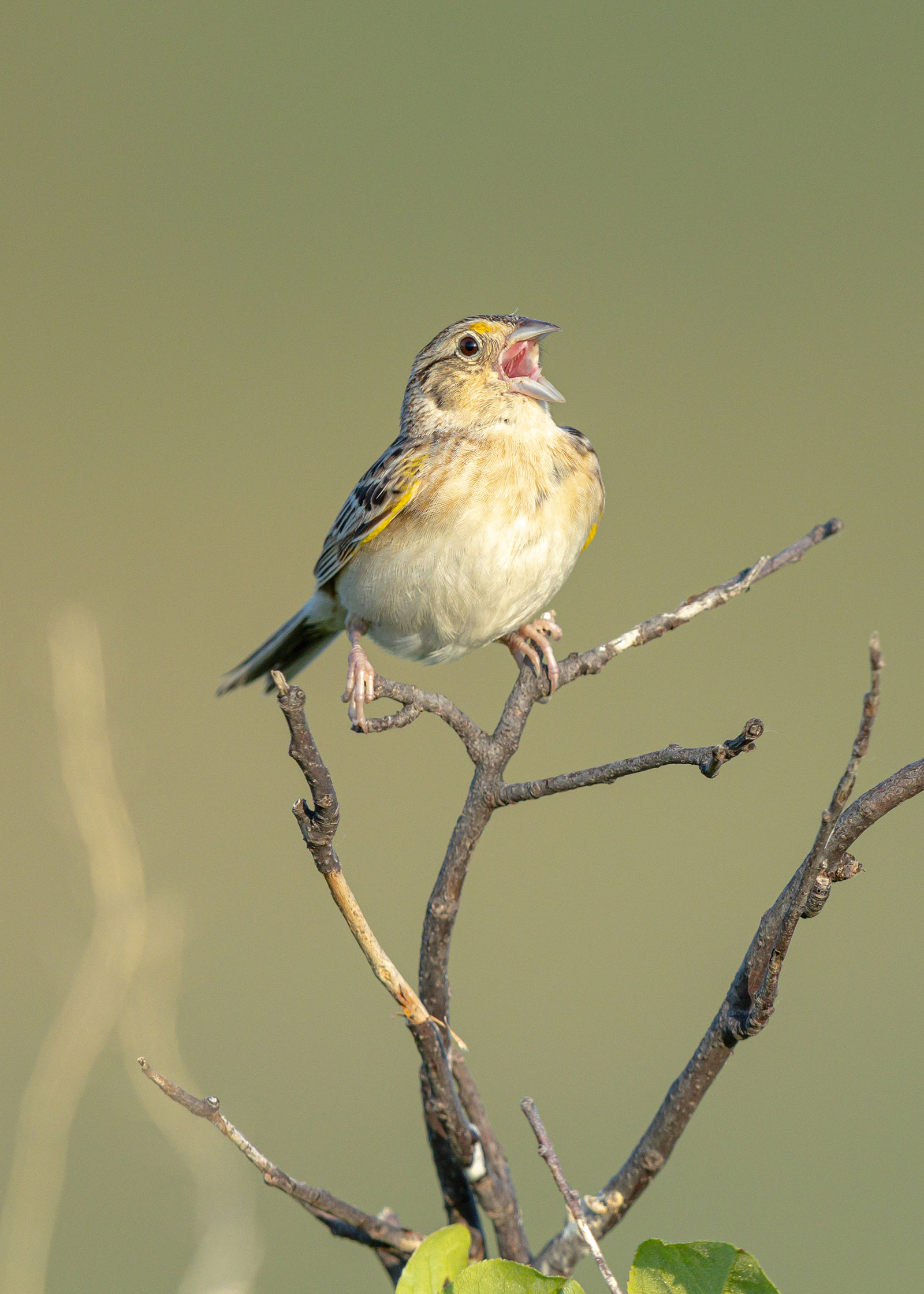 Grasshopper sparrow singing on branch