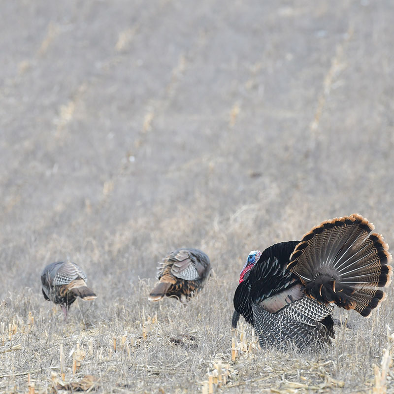 Male wild turkey displaying to nearby females