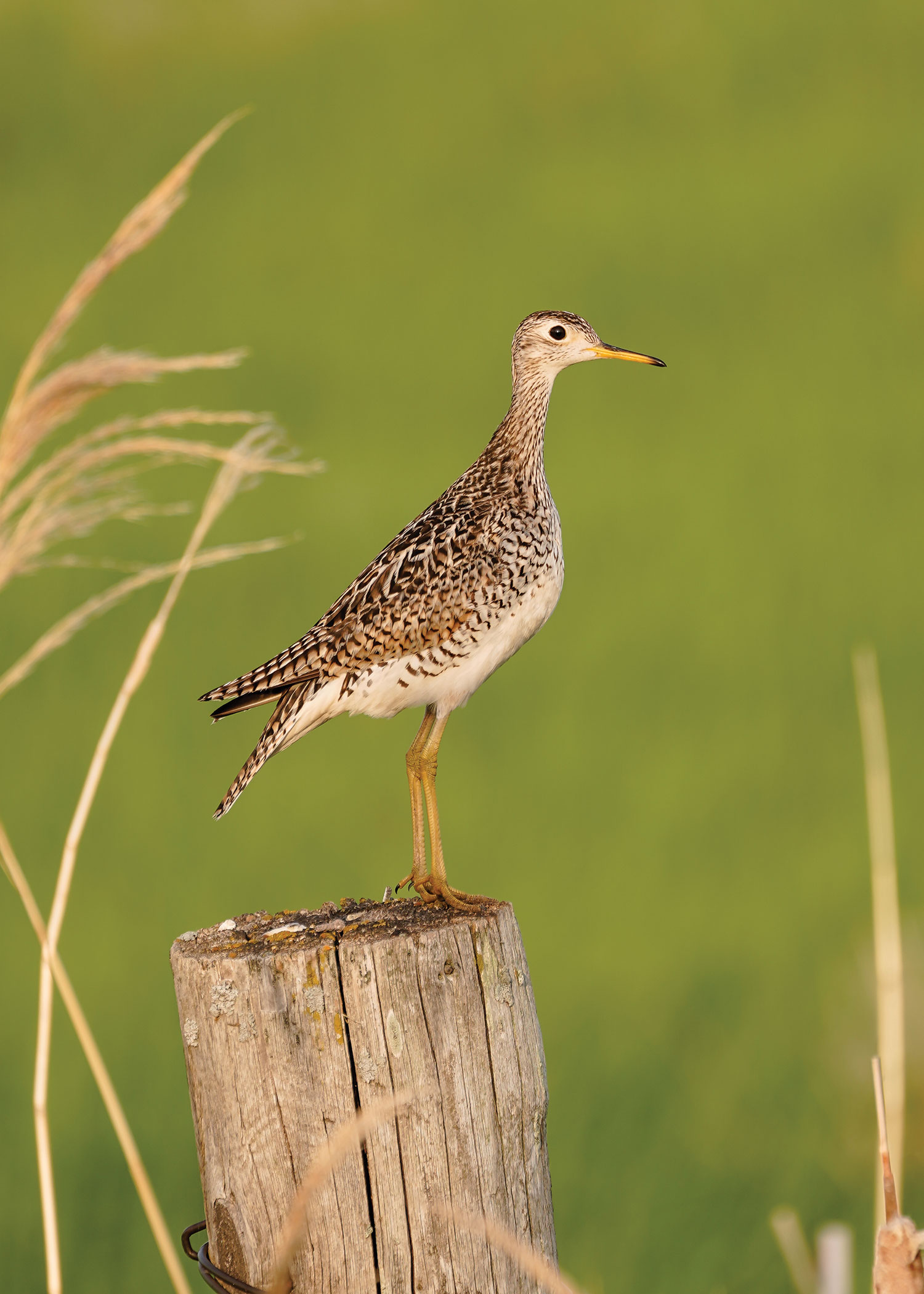 Upland sandpiper standing on a wood fencepost