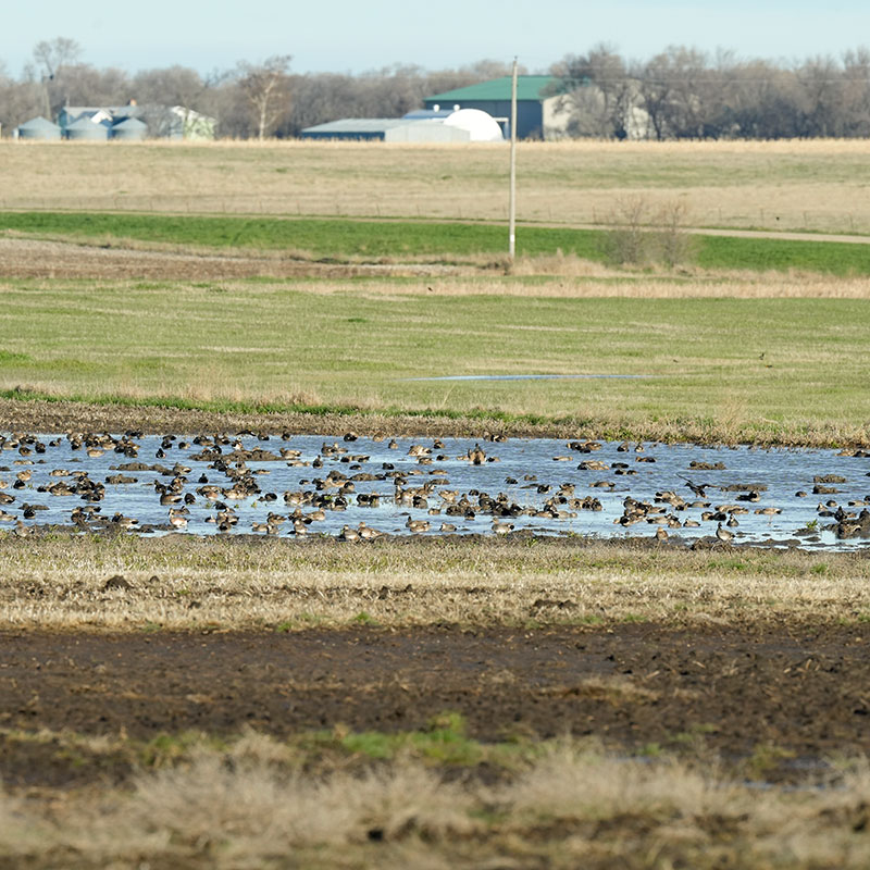 Wetlands with ducks in spring