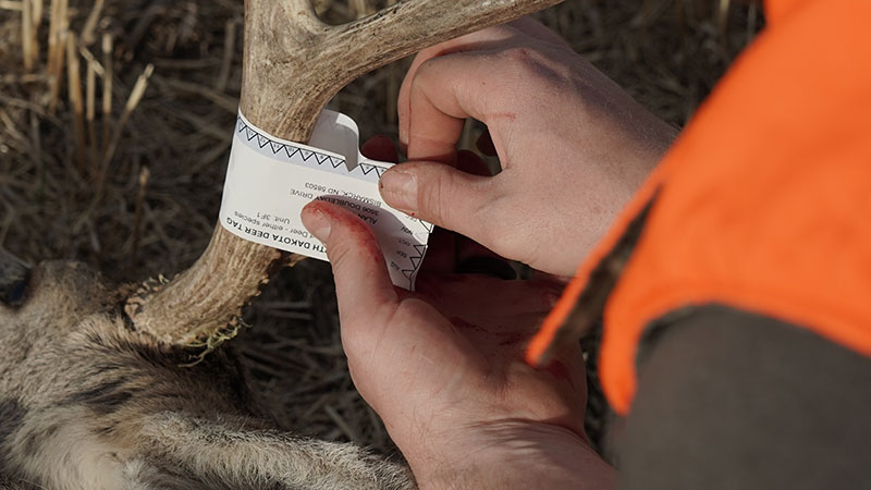 Hunter tagging harvested deer