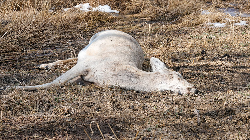 Deer that died during the 2022-23 winter