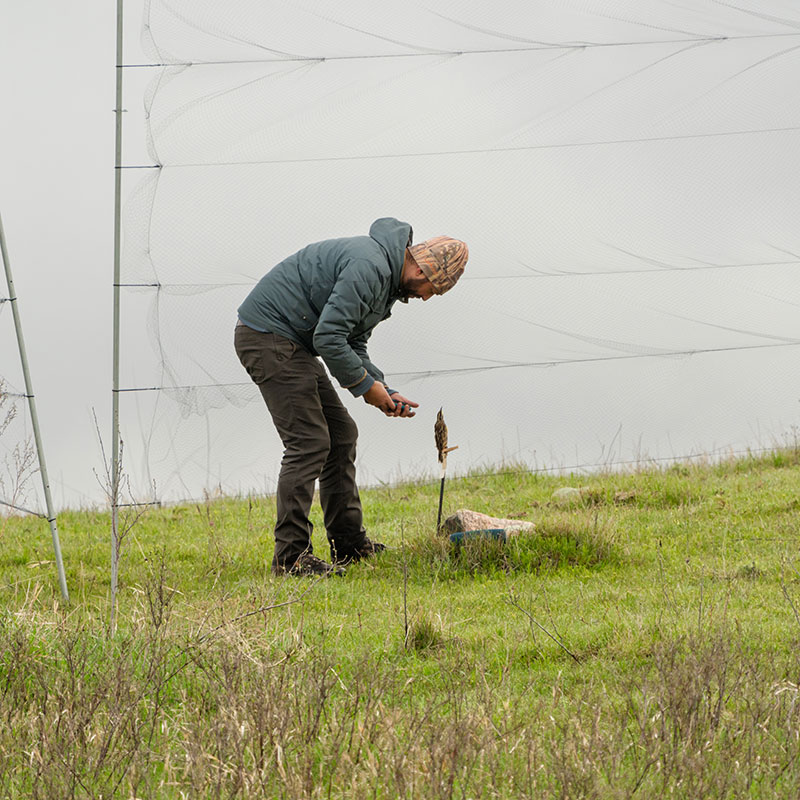 Researcher with stuffed meadowlark in front of mist net