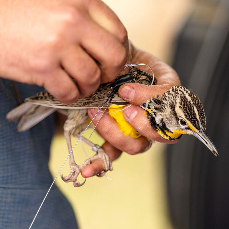 Researcher fitting meadowlark with tracker