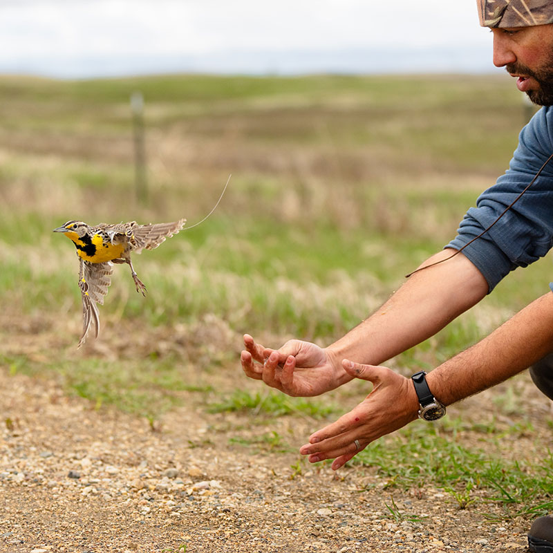 Researcher releasing meadowlark