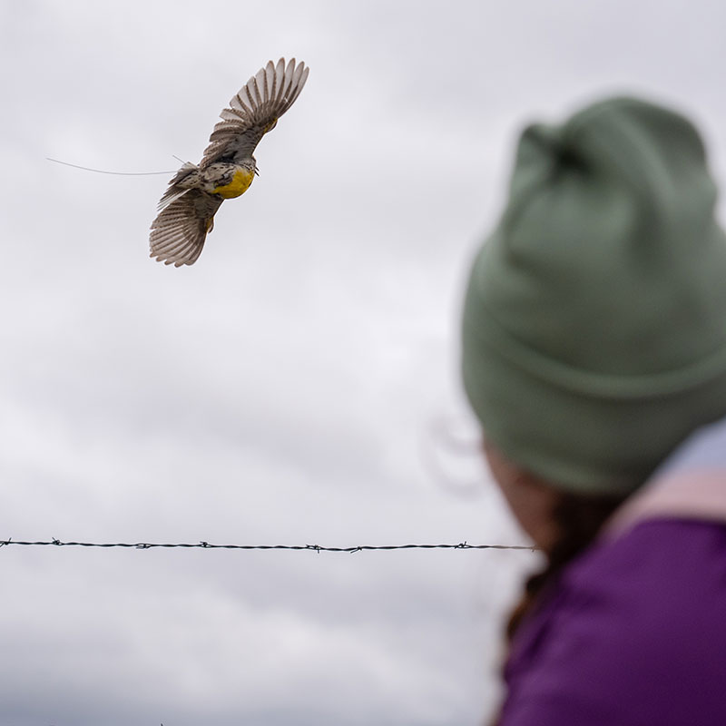 Researcher watching meadowlark fly away