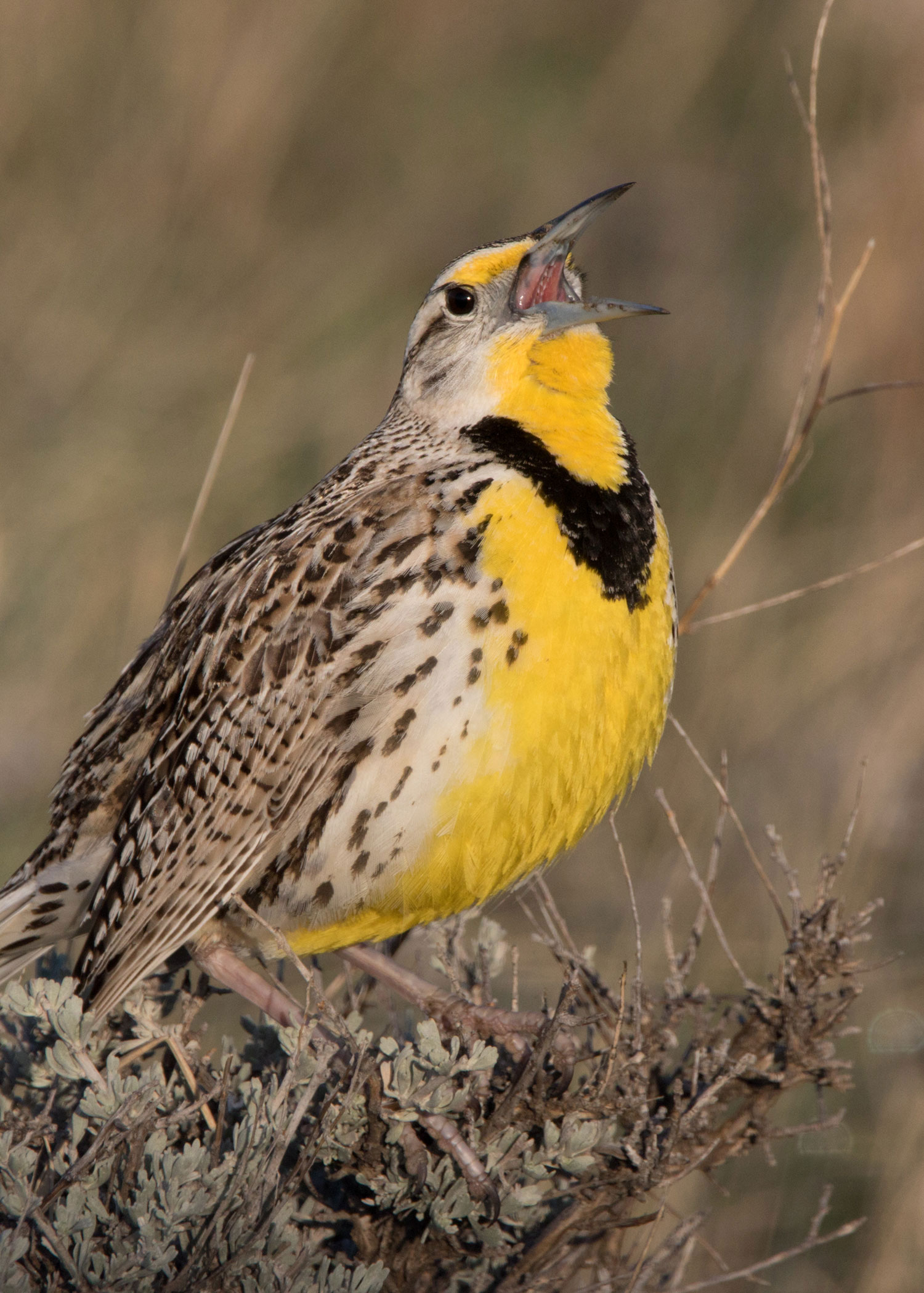 Researcher watching meadowlark with a tracker flying away