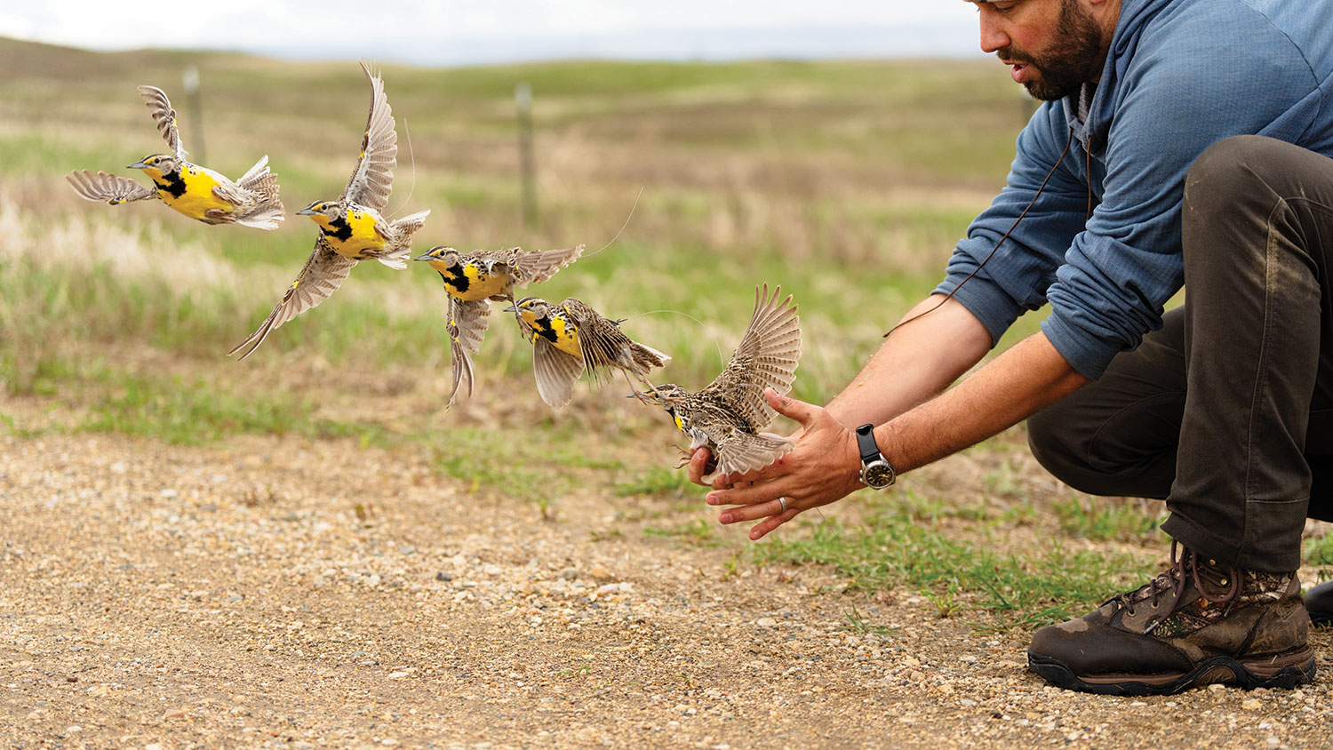 Composite image of a meadowlark flying