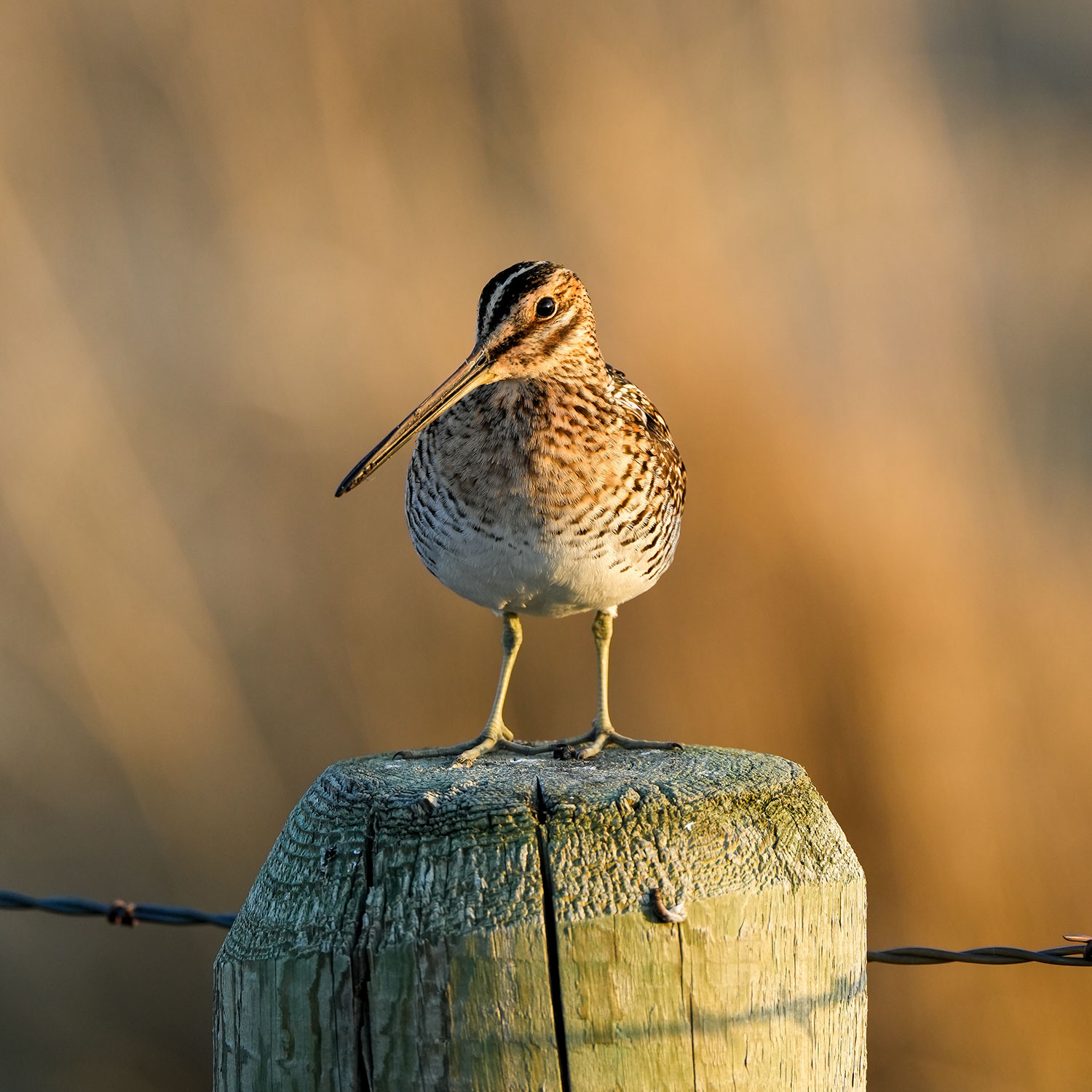 Wilson's snipe on a fence post