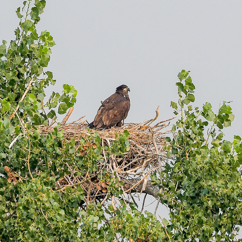 Bald eagle chick on nest