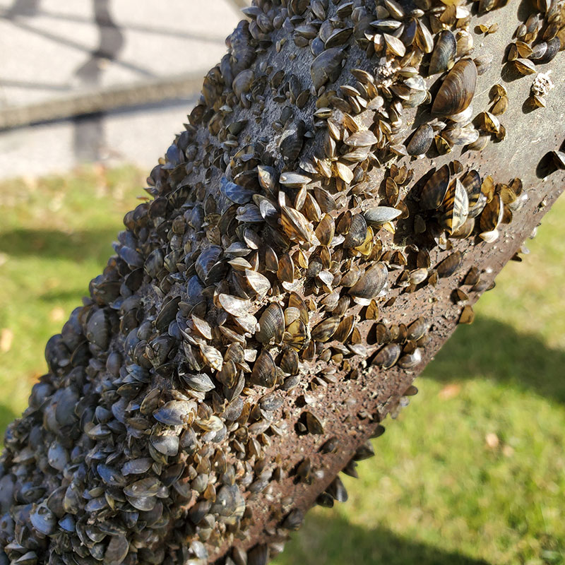 Zebra mussels on dock post