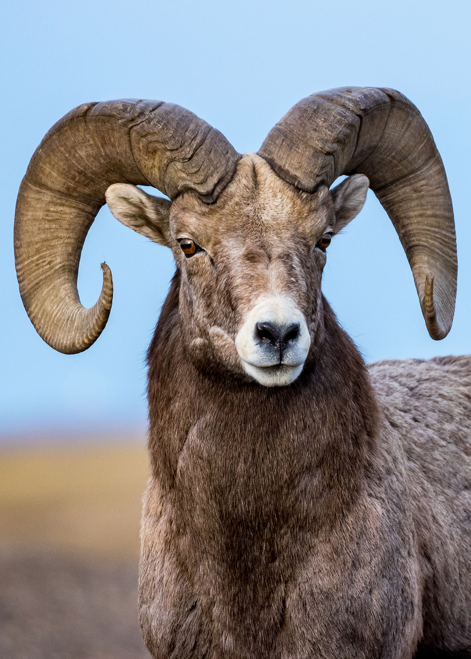 Bighorn sheep ram