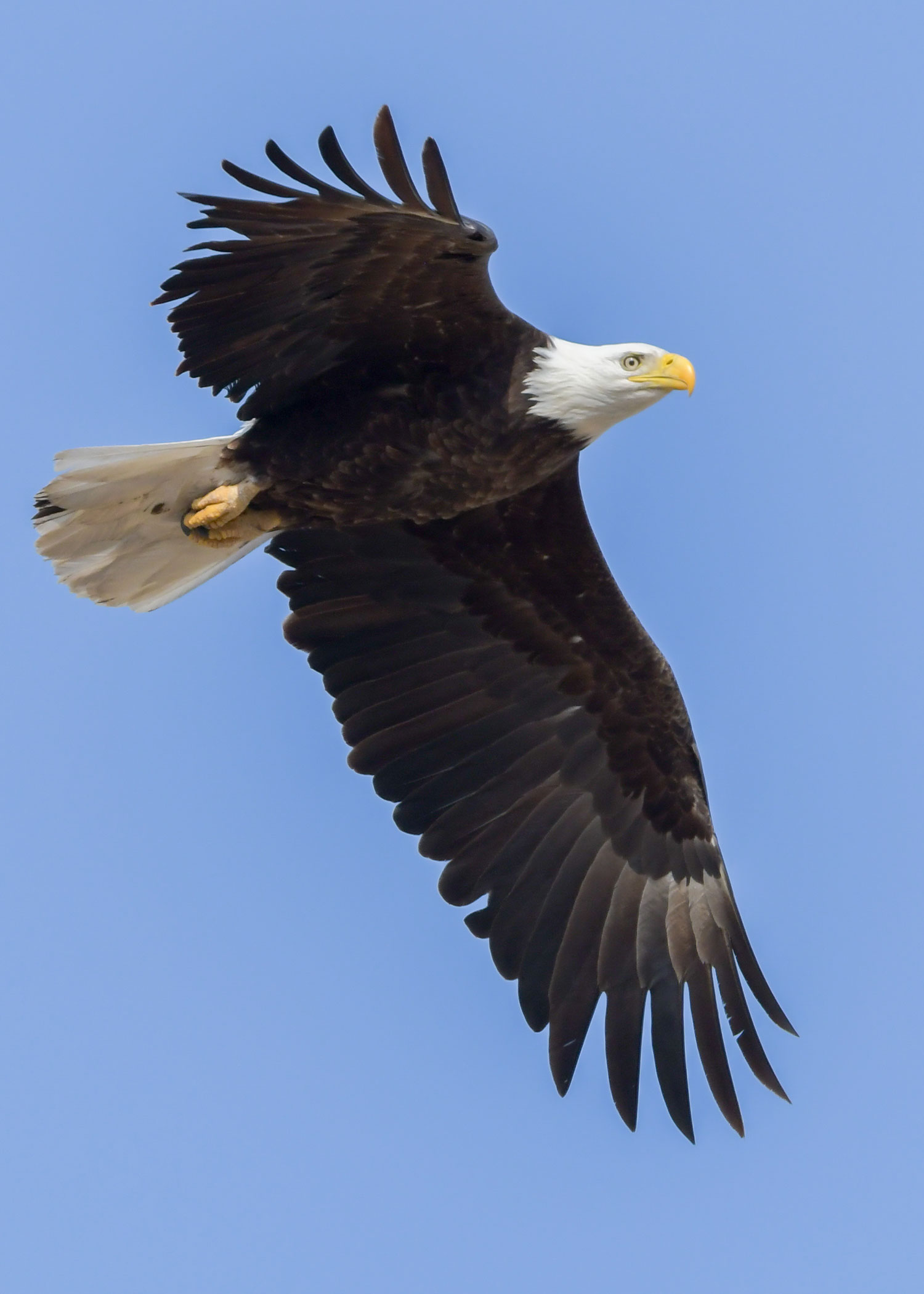 Adult bald eagle flyig