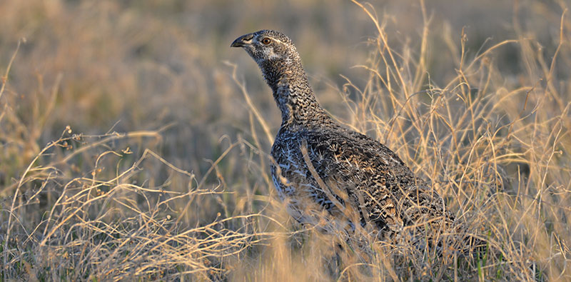 Sage grouse hen in dry grass