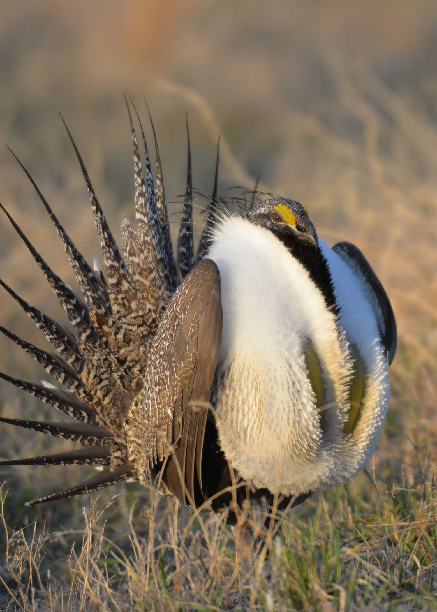 Sage grouse male displaying with sun behind