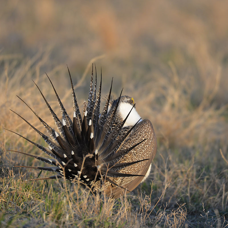 View of fanned tail of displaying sage grouse male