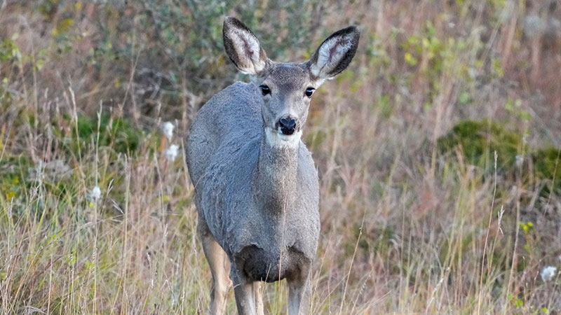 Mule deer