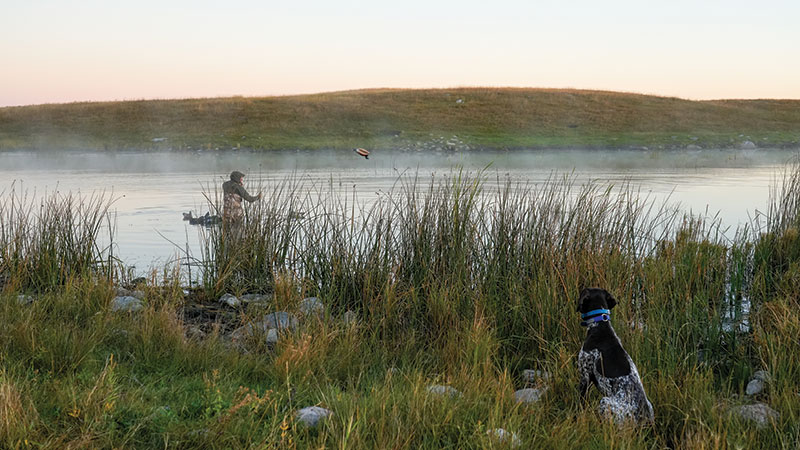 Waterfowl hunter throwing decoys in lake with dog in foreground