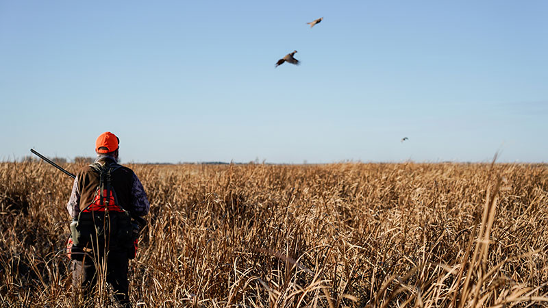 Birds flushing in front of a hunter