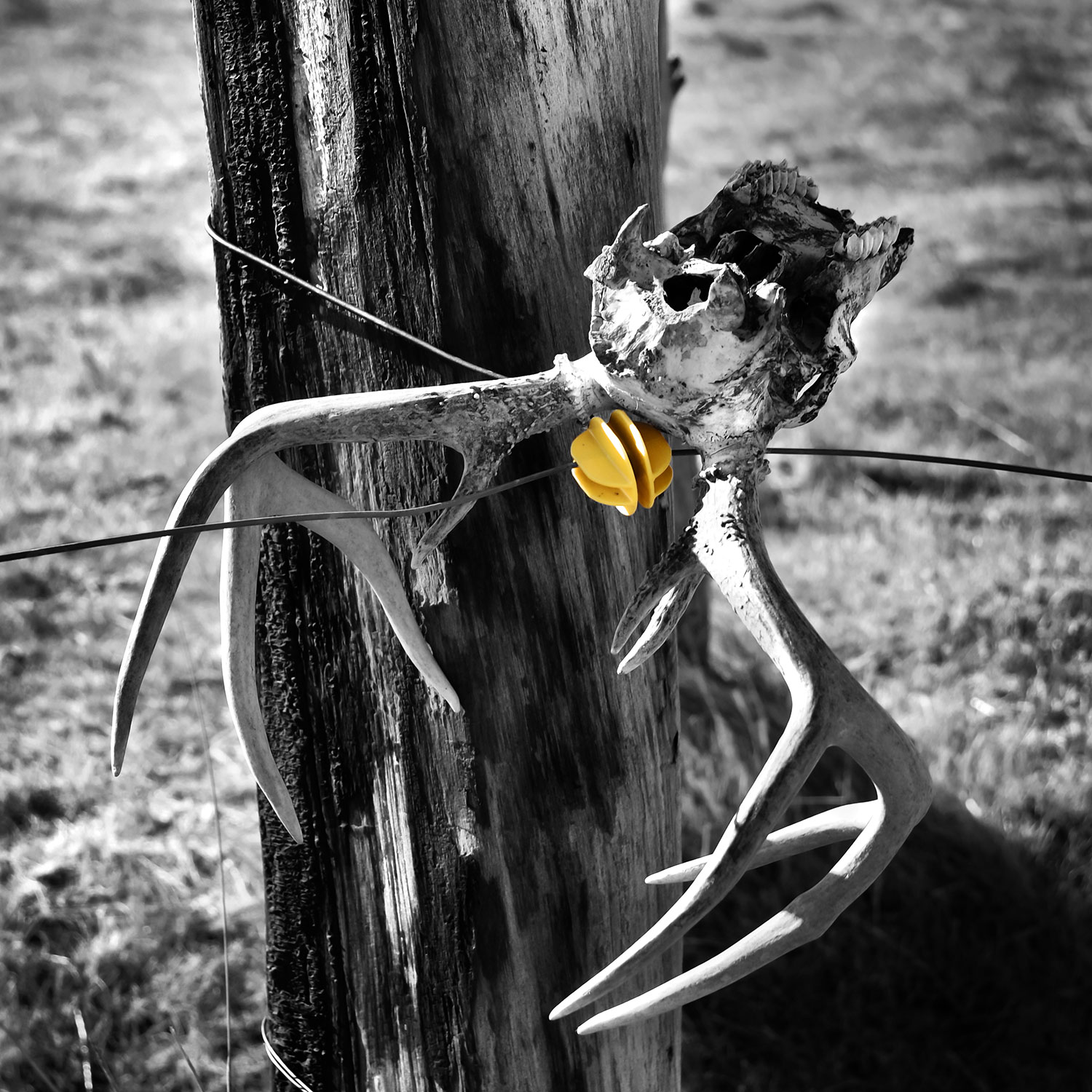 Skull and antlerrs of a deer hung from an electric fence