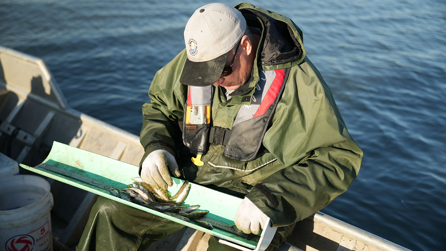 Paul Bailey measures fish netted during fall reproduction survey efforts to assess the survival of stocked and naturally reproduced fish.